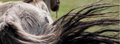 Sweet Itch in Horses: The Science Behind the Itch (and What Actually Helps)