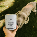 The importance of healthy digestion in dogs