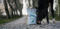 Pregnant and Prone to Laminitis: How to Feed a Sugar-Sensitive Mare