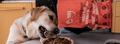 Is grain-free dog food better?