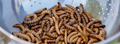How are insects grown for dog food and cat food?
