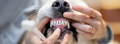 Dental care in your dog and the usefulness of dental sticks