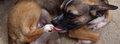 How can you check whether your dog benefits from a hypoallergenic diet?