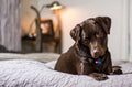 Voedselallergie bij honden