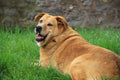 Supplementen voor Gewichtsbeheersing bij Honden