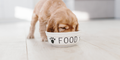 Changing puppy food too soon | Symptoms & tips