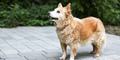 Symptoms of old age in dogs