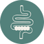 Intestinal and Gut Icon