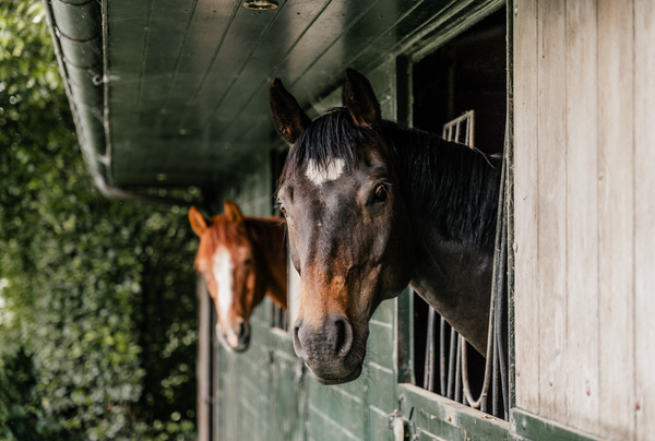 Oudere paarden