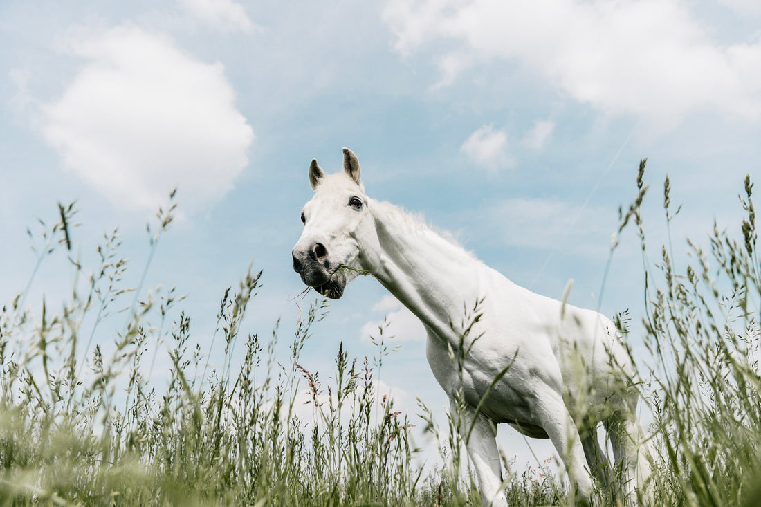 Hest, der græsser på en mark