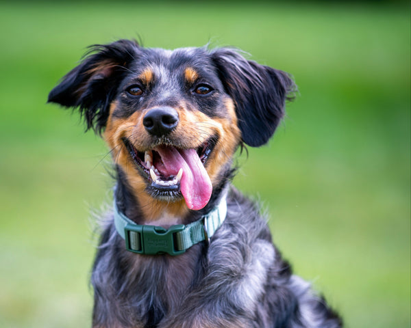 Chiens dans des situations stimulantes