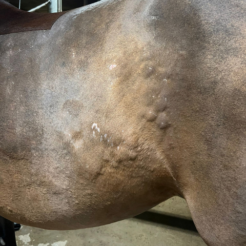 Horses with sensitive skin