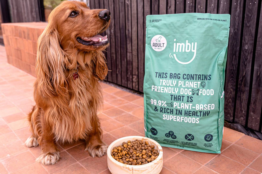 Hund Vorher Nachher Allergie
