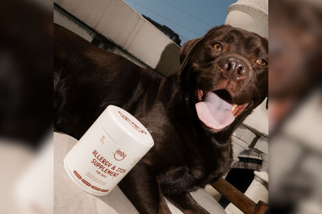 Dog beside the IMBY Allergy & Itch supplement tub
