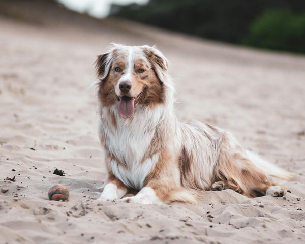 Les chiens qui ont besoin de se détendre
