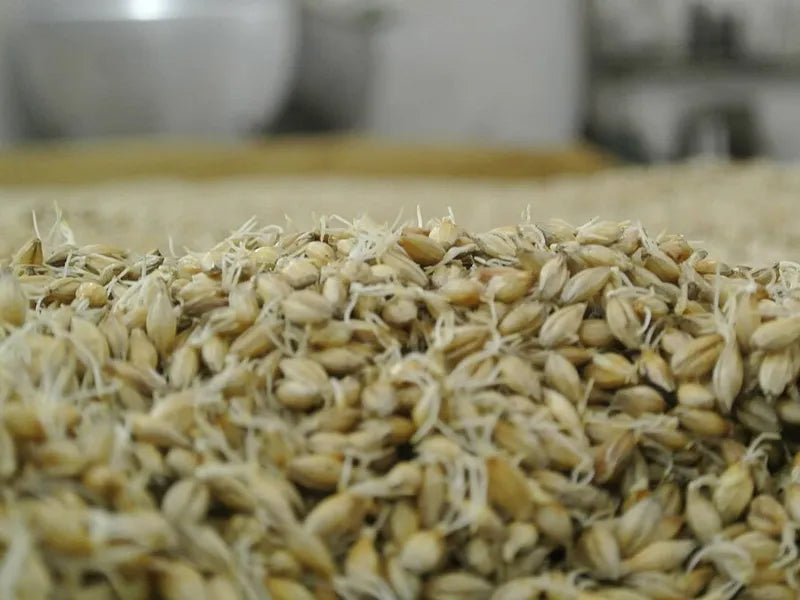 Sprouting barley grains