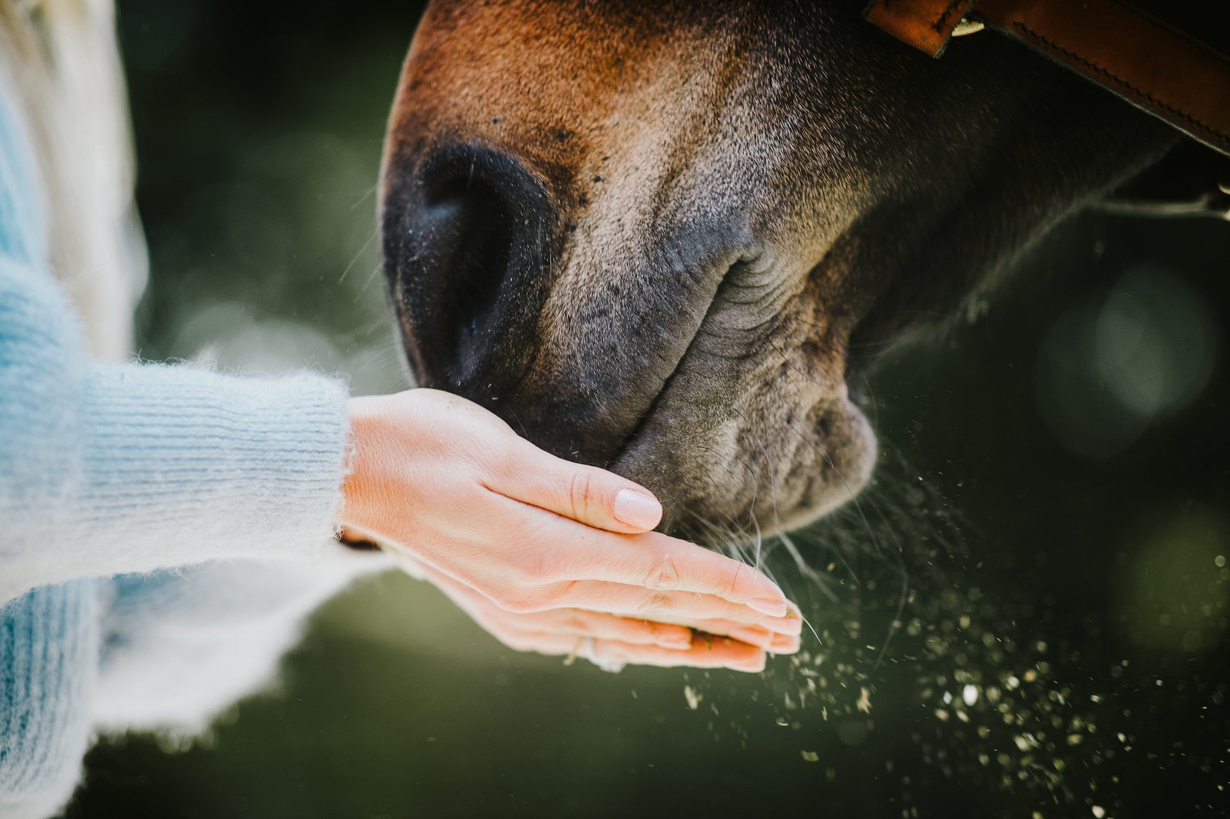 Horse Nose Powder