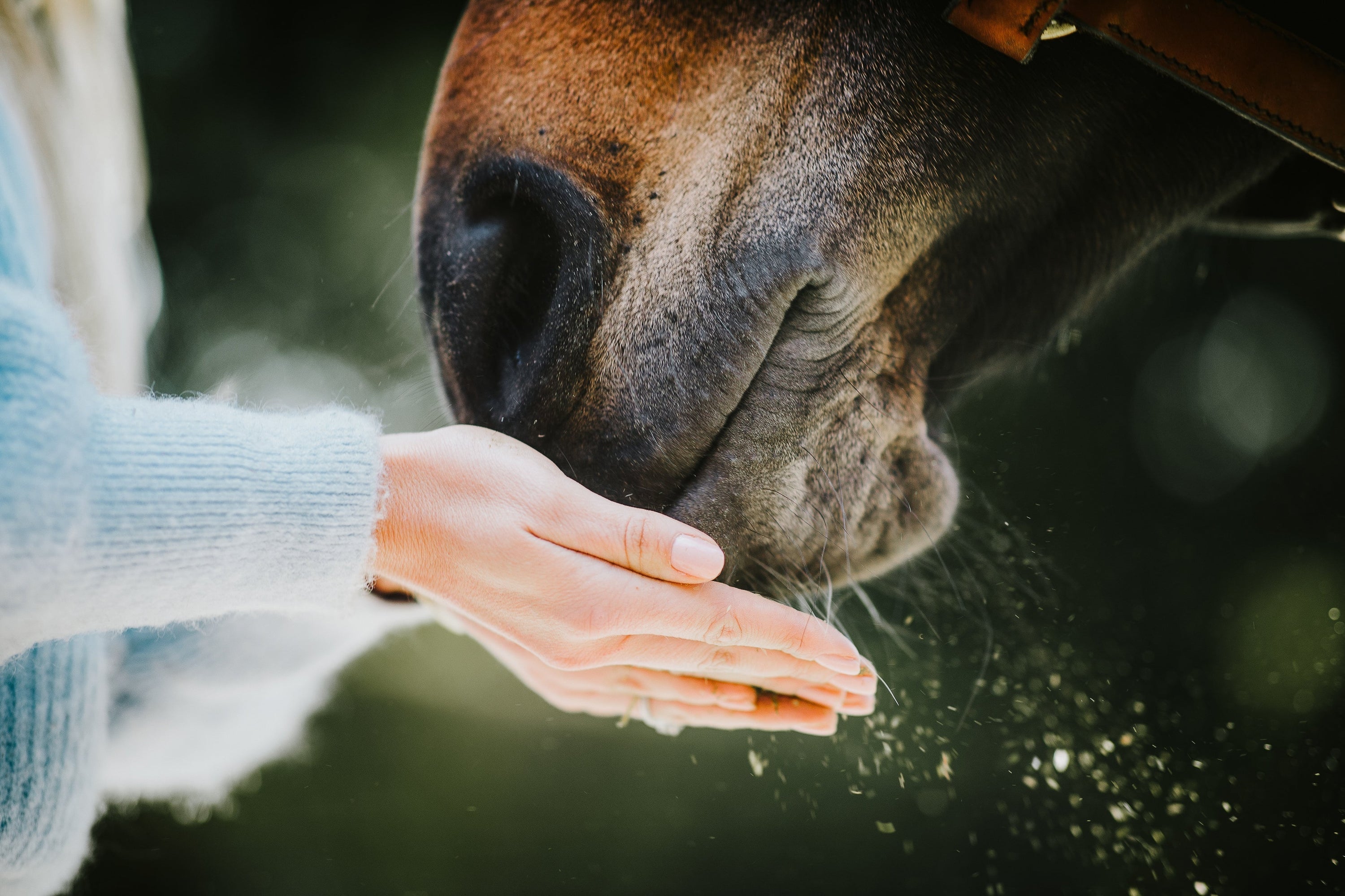 Horse Nose Powder