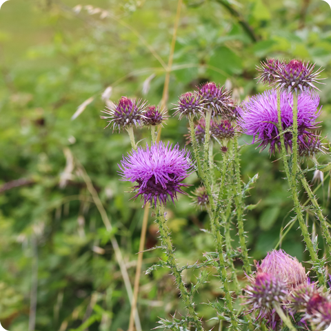 Milk Thistle for Horses and Ponies: Natural Support for Your Horse's Liver