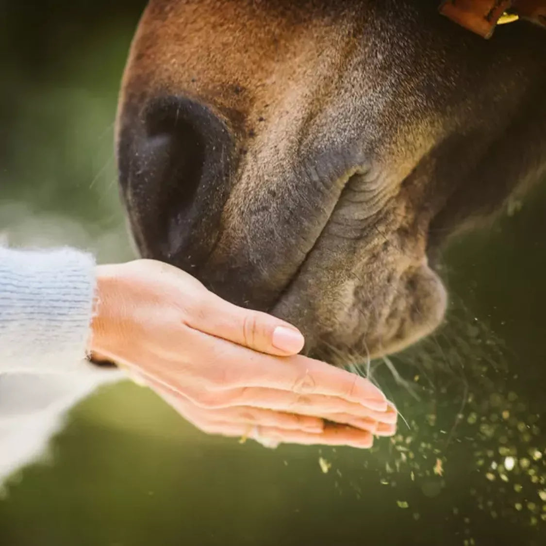 This is how you treat an underweight horse