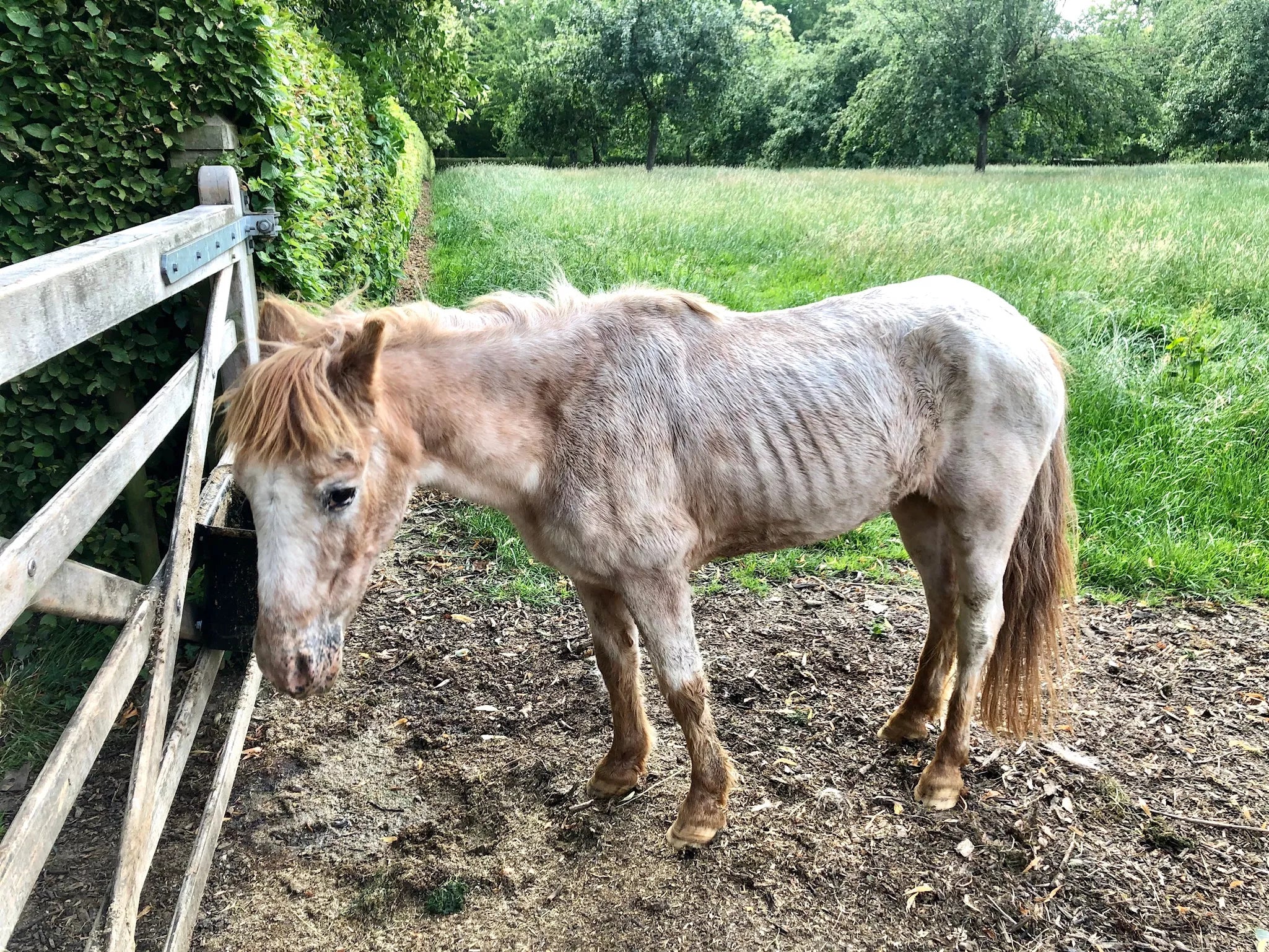 Why is my horse too skinny?