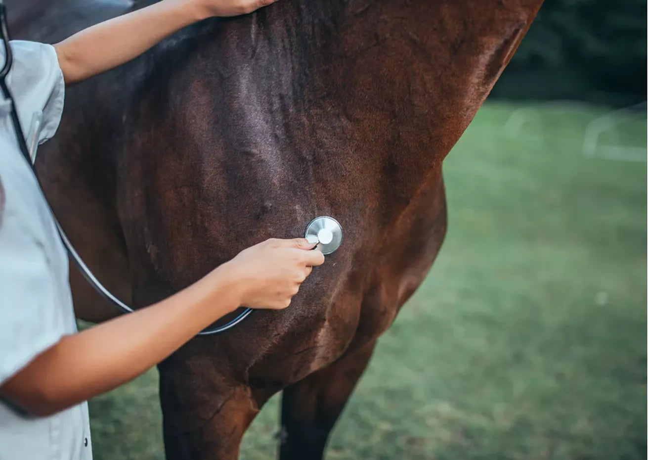 This is how you examine an infertile mare
