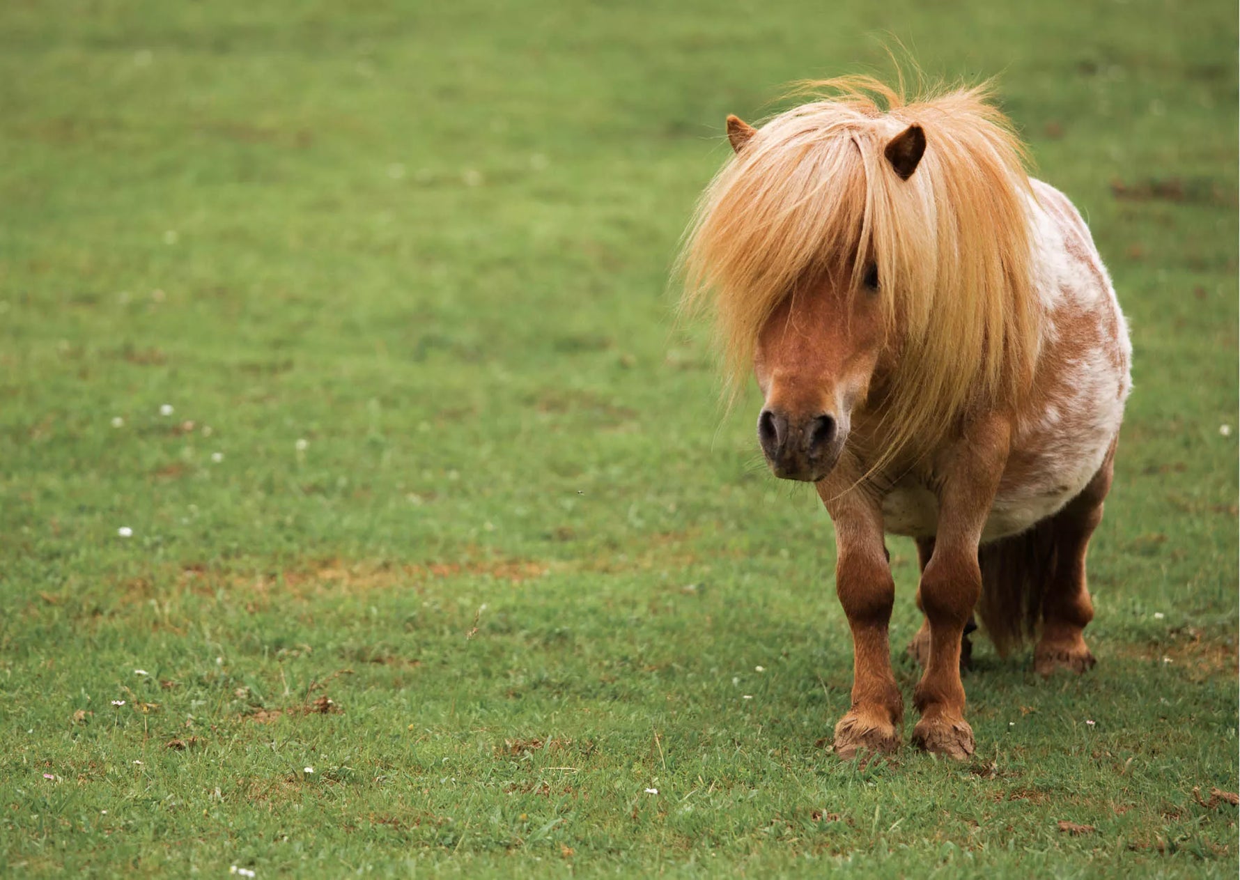 Equine laminitis: definition and causes