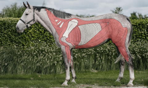 How to recognize weak core muscles in your horse and strengthen them