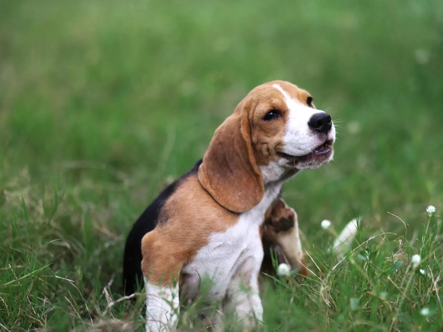 How a disrupted microbiome can lead to itching in dogs