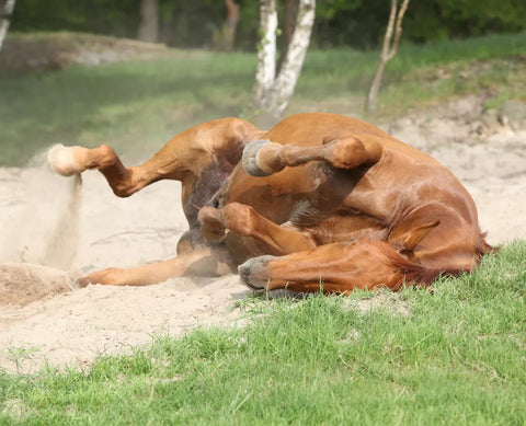 Does my horse have colic and what should I do?