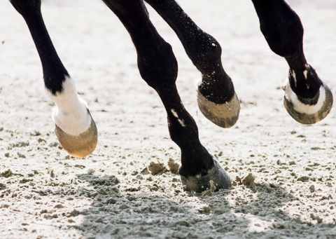 Osteoarthritis in horses: definition & causes