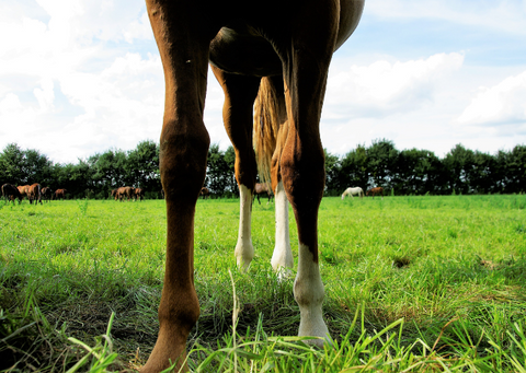 Laminitis in horses: symptoms and signals