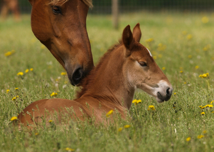Why can't I get my mare to go in foal?