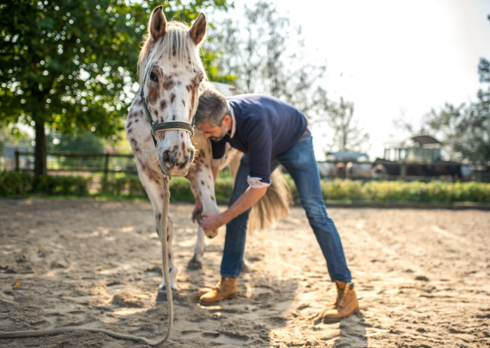 How to treat osteoarthritis in horses: exercise, medication and management