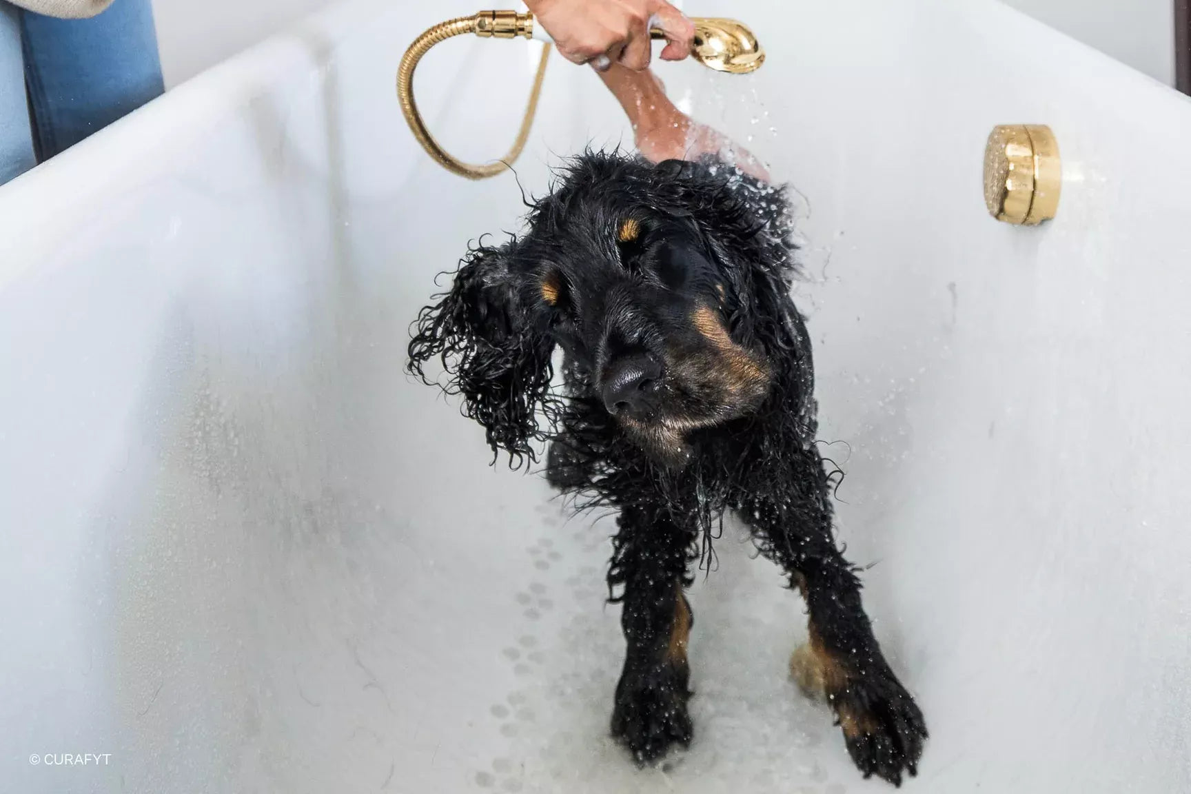 Ten tips for cooling down your dog in hot weather