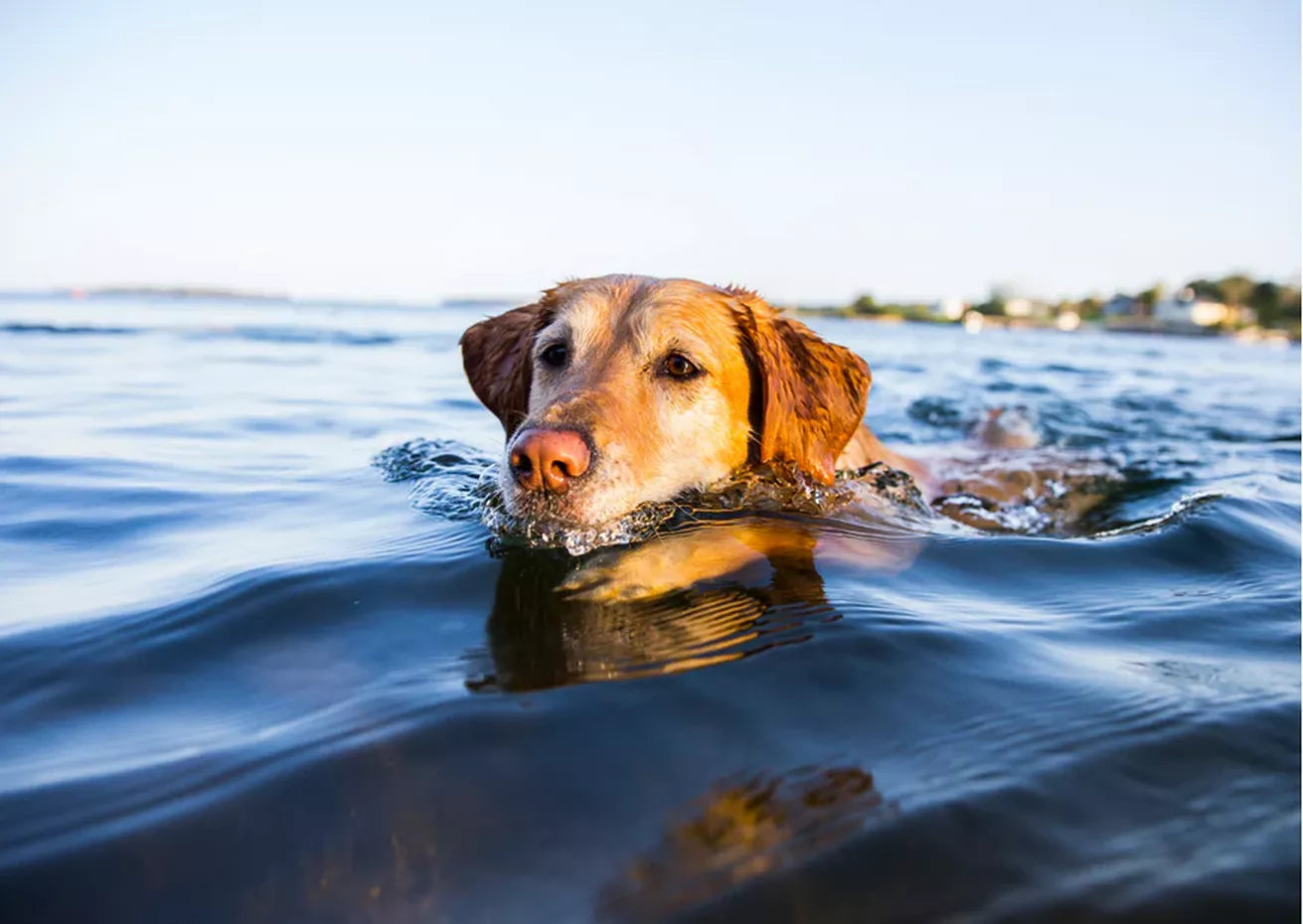 How to treat osteoarthritis in dogs