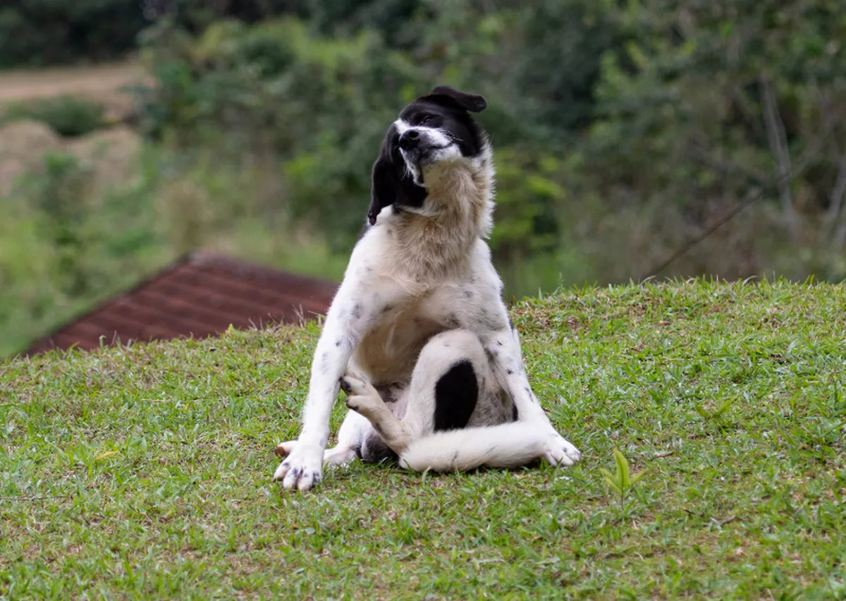 My dog is itching: what can I do?