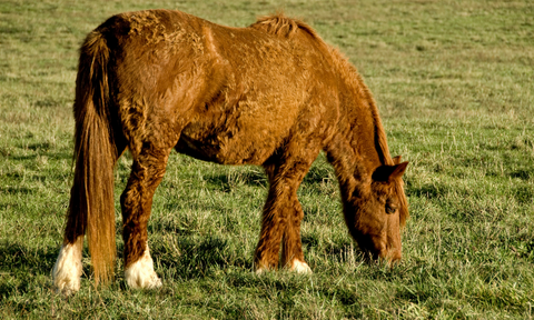 What is PPID (Cushing’s) and how do I recognise and support my horse who has it?