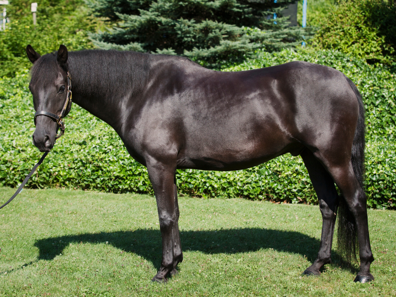 Body Condition Score in Horses: How to Use It and Why Most Owners Get It Wrong