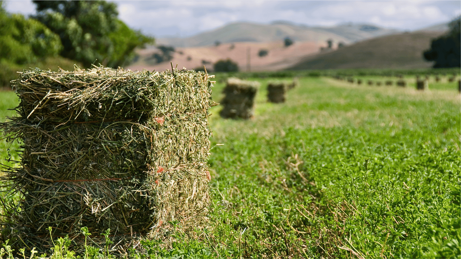 Is Alfalfa Bad for Horses? Eleven Objections, and the Two That Hold Up
