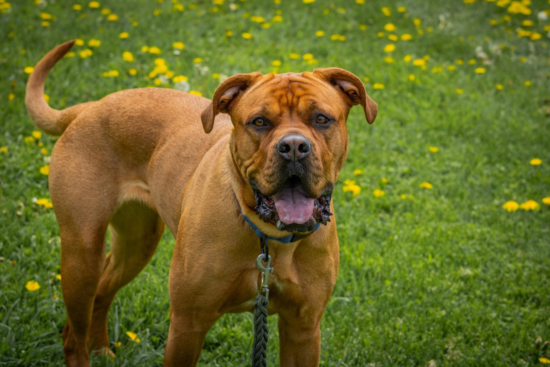Alles over Bordeaux-Dog