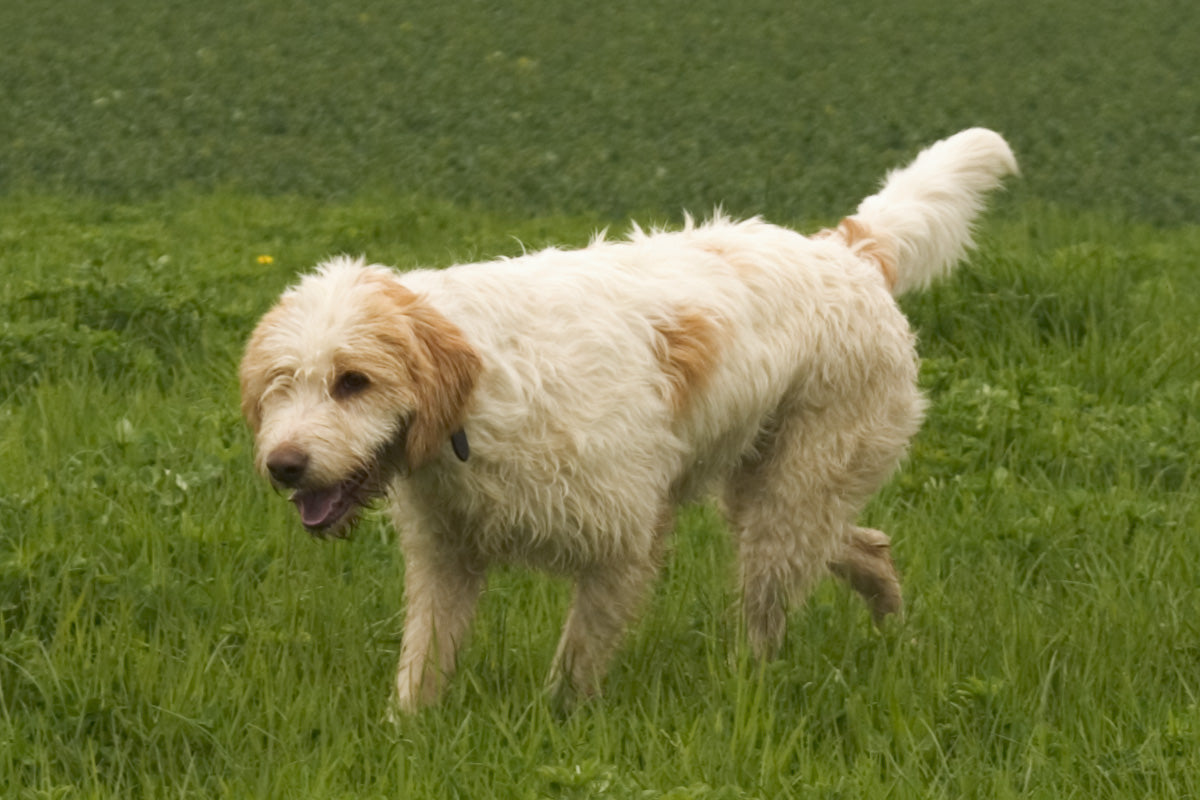Briquet Griffon Vendéen: characteristics, training and care