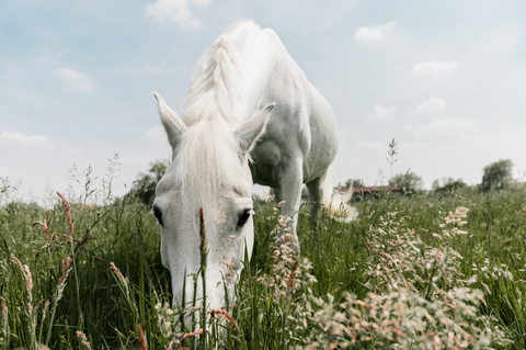 Horse grazing grass