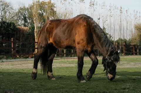 Is Your Horse Too Skinny?