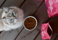 Can a cat eat vegetarian food?