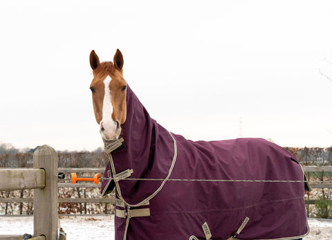 How to Assess Your Horse’s Body Condition Score (BCS): A step-by-step Guide