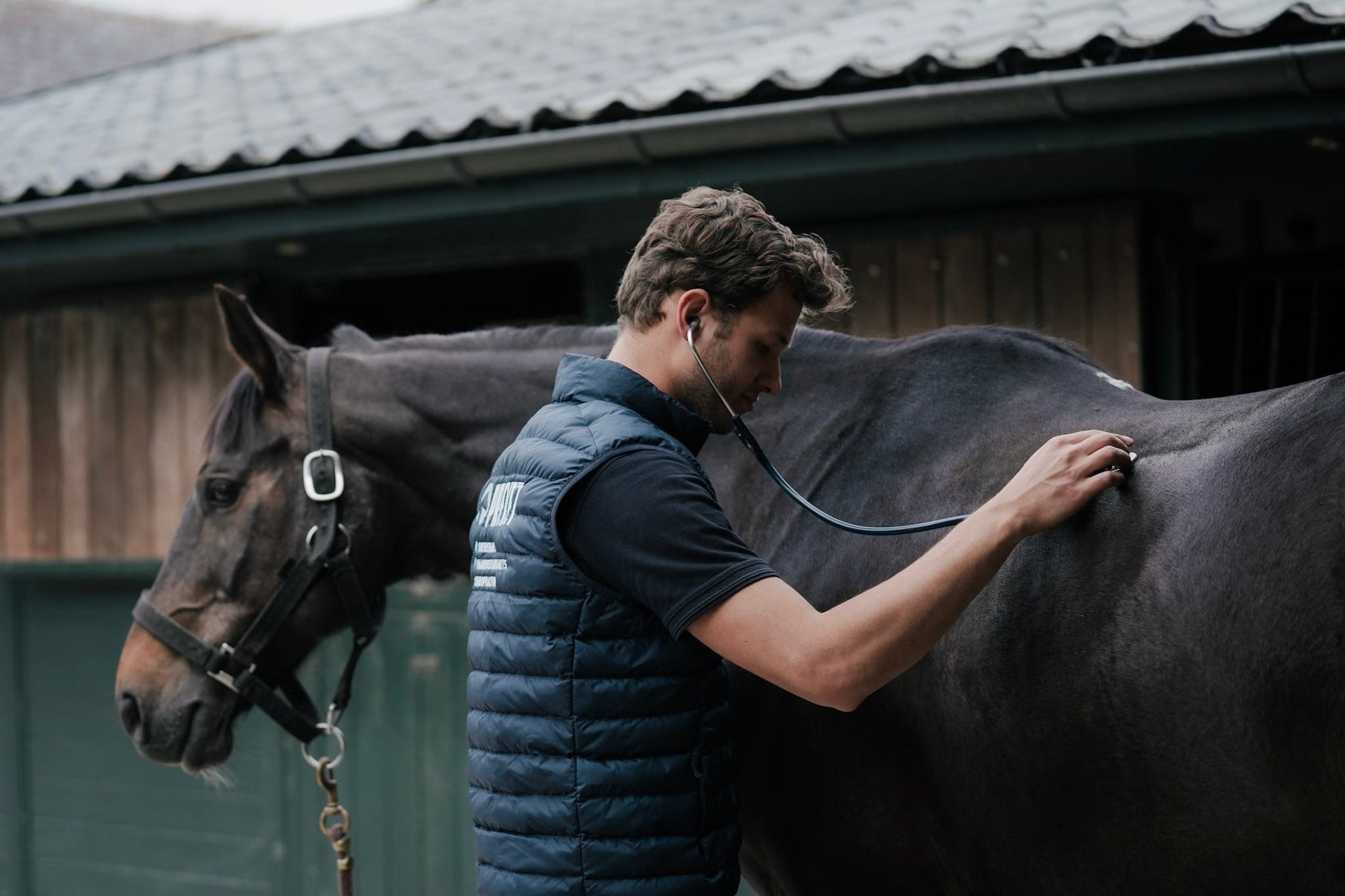 Why is my horse losing weight? The 4 veterinary steps to determine the cause.