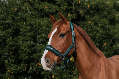 What Do My Horse’s Blood Values Mean? How a veterinarian interprets them