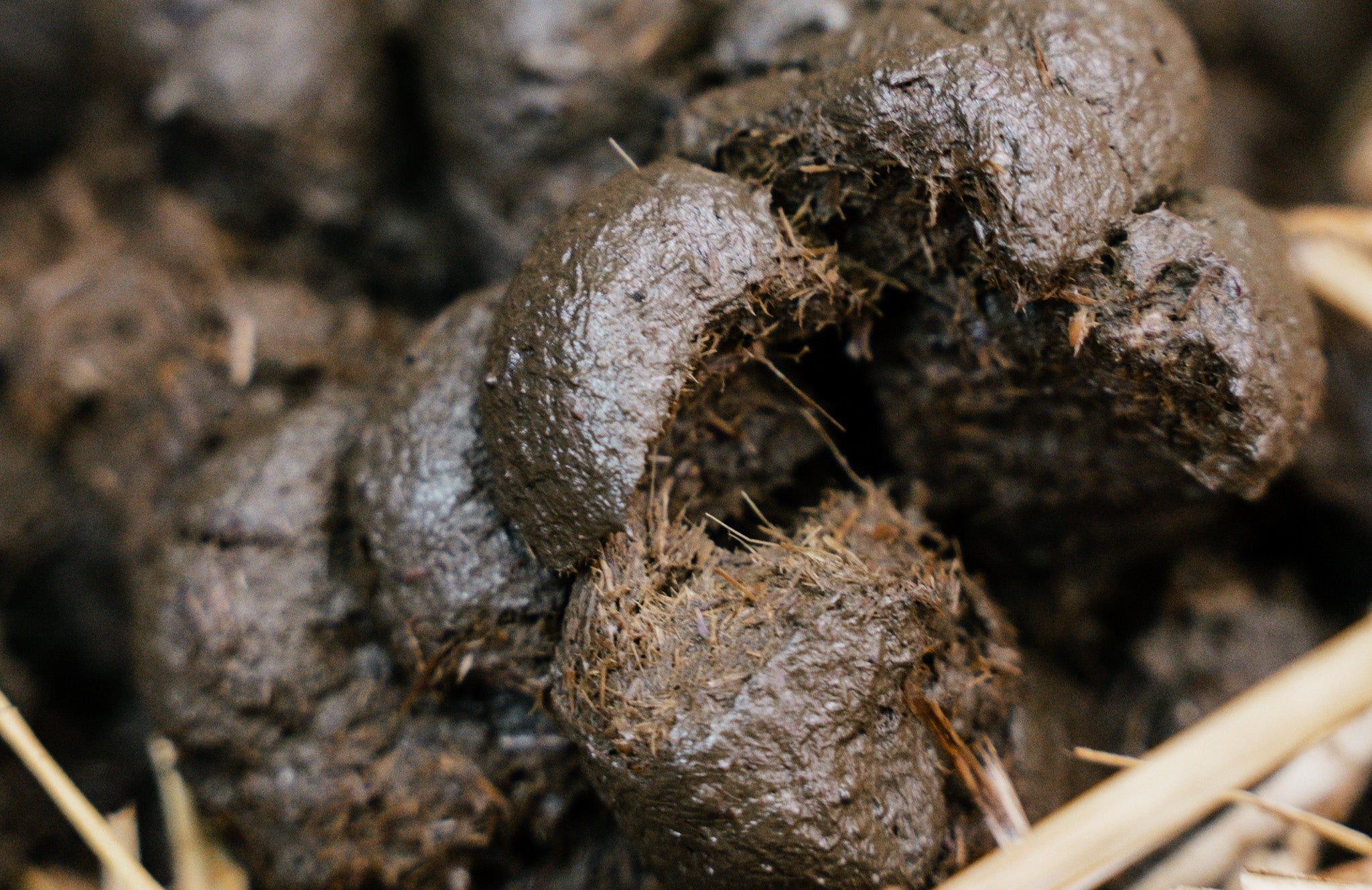 Horse Manure Poop Worms Parasite