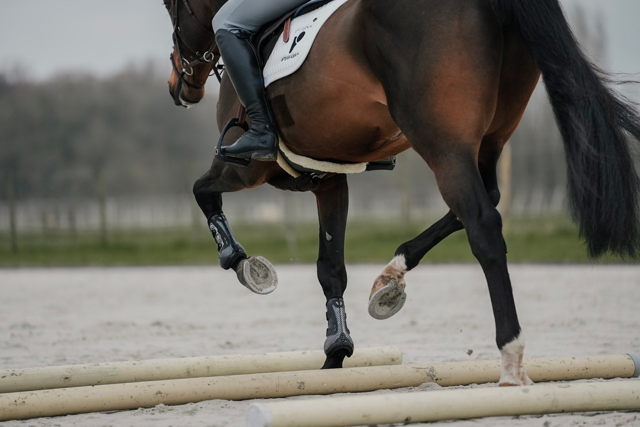 Sue Dyson Pain Scale: How the Ridden Horse Ethogram Works – Curafyt